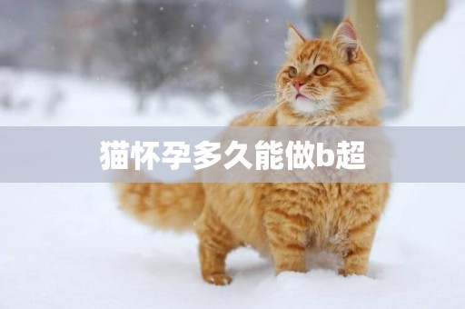 貓懷孕多久能做b超