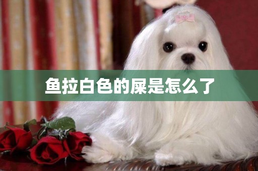 魚拉白色的屎是怎么了