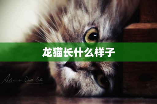 龍貓長什么樣子