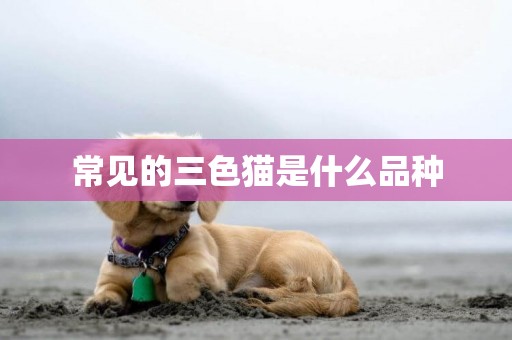 常見的三色貓是什么品種