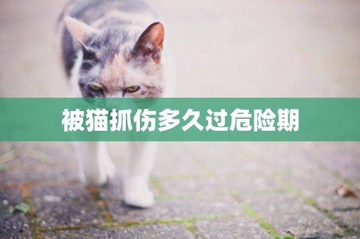 被貓抓傷多久過危險期