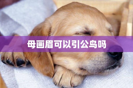母畫眉可以引公鳥嗎