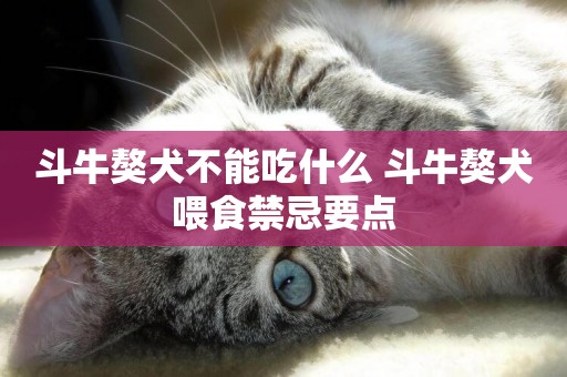 斗牛獒犬不能吃什么 斗牛獒犬喂食禁忌要點