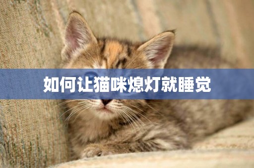 如何讓貓咪熄燈就睡覺