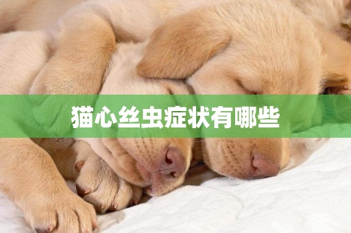 貓心絲蟲癥狀有哪些