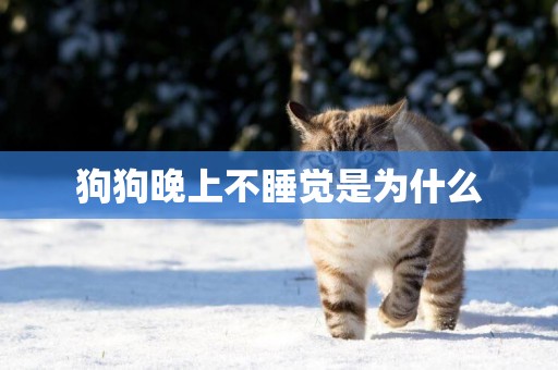 狗狗晚上不睡覺是為什么