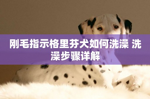 剛毛指示格里芬犬如何洗澡 洗澡步驟詳解