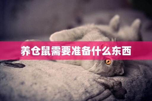養倉鼠需要準備什么東西