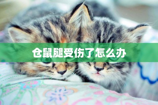 倉鼠腿受傷了怎么辦