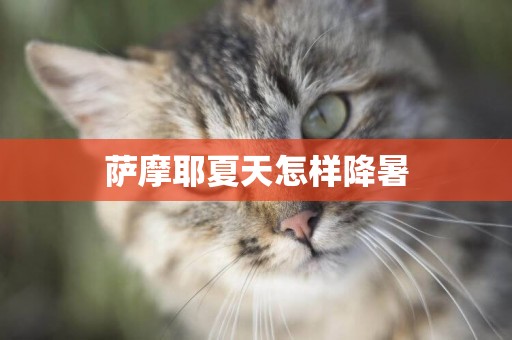 薩摩耶夏天怎樣降暑