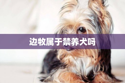 邊牧屬于禁養犬嗎
