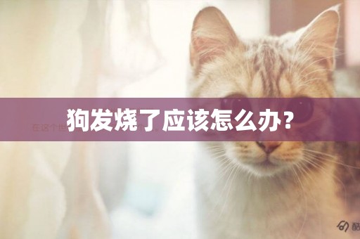 狗發燒了應該怎么辦？
