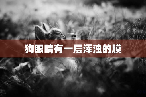 狗眼睛有一層渾濁的膜