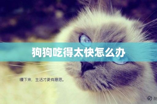 狗狗吃得太快怎么辦