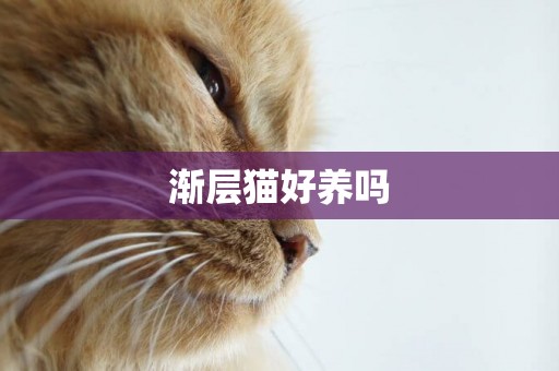 漸層貓好養嗎