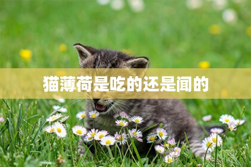 貓薄荷是吃的還是聞的
