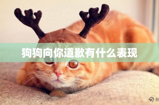 狗狗向你道歉有什么表現