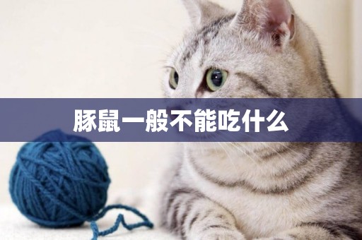豚鼠一般不能吃什么