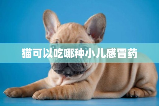 貓可以吃哪種小兒感冒藥