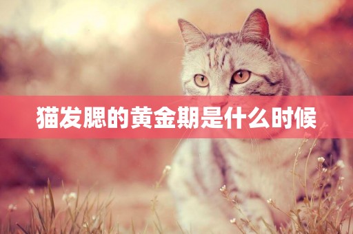 貓發腮的黃金期是什么時候
