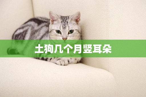 土狗幾個月豎耳朵