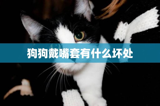 狗狗戴嘴套有什么壞處