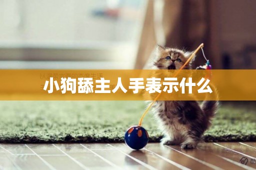小狗舔主人手表示什么