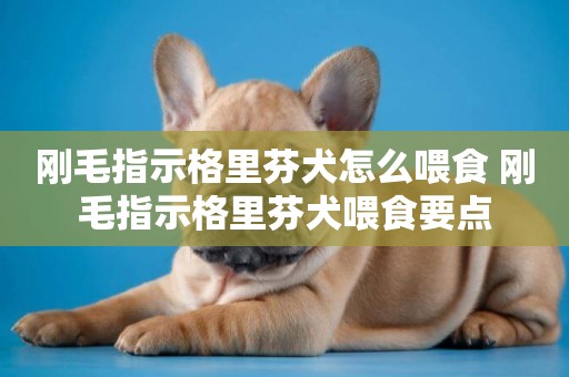 剛毛指示格里芬犬怎么喂食 剛毛指示格里芬犬喂食要點