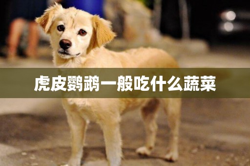 虎皮鸚鵡一般吃什么蔬菜