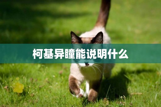 柯基異瞳能說明什么