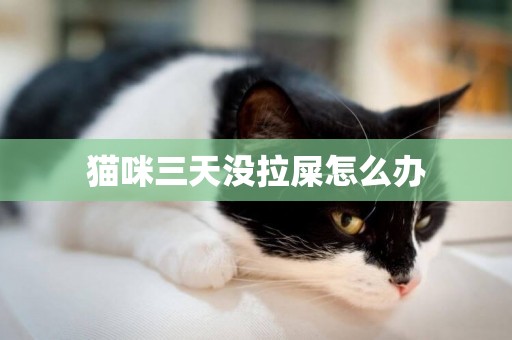 貓咪三天沒拉屎怎么辦