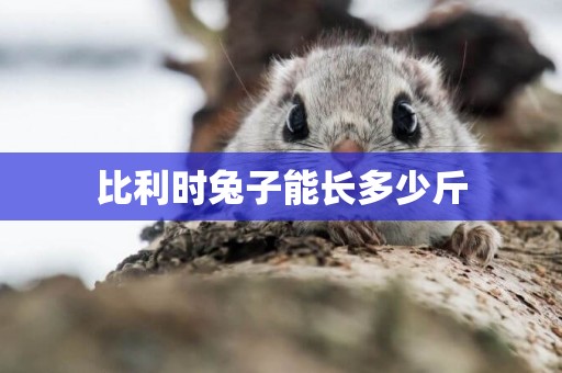 比利時兔子能長多少斤