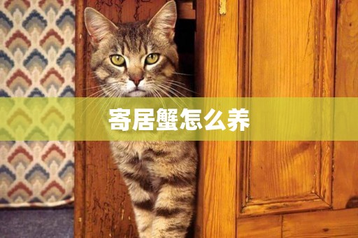 寄居蟹怎么養