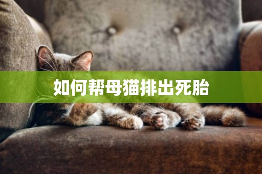 如何幫母貓排出死胎