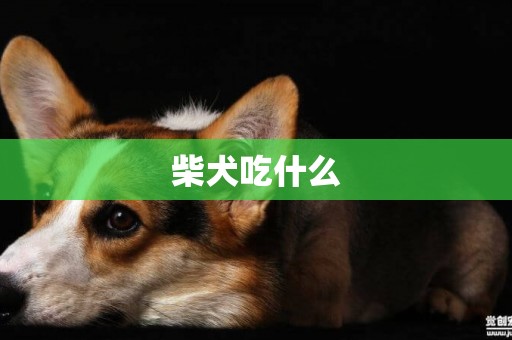 柴犬吃什么