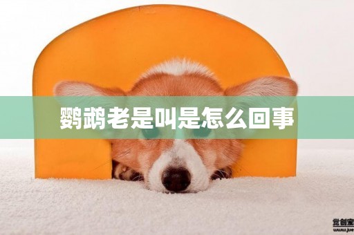 鸚鵡老是叫是怎么回事