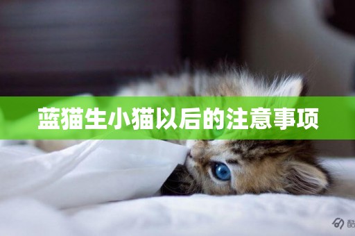 藍貓生小貓以后的注意事項