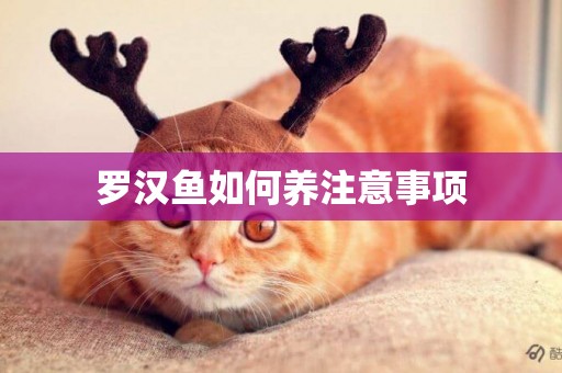 羅漢魚如何養注意事項