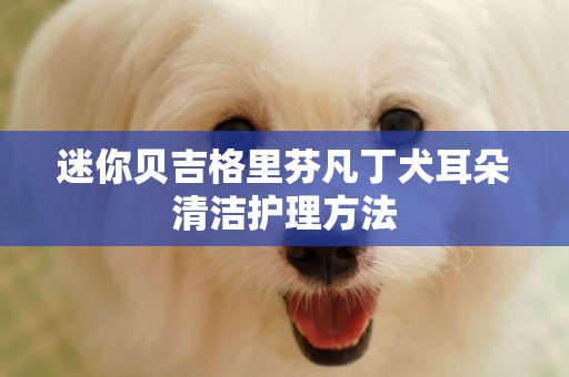 迷你貝吉格里芬凡丁犬耳朵清潔護理方法