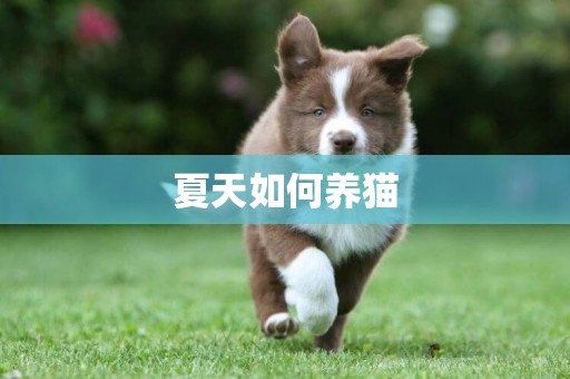 夏天如何養貓