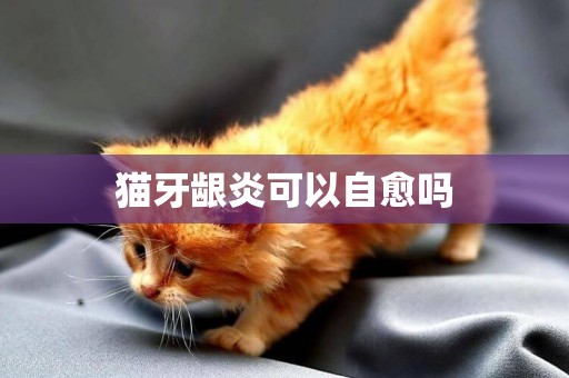 貓牙齦炎可以自愈嗎