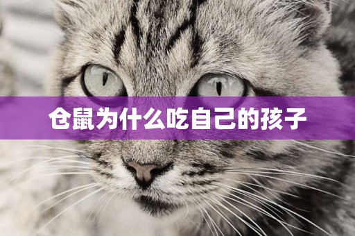 倉鼠為什么吃自己的孩子