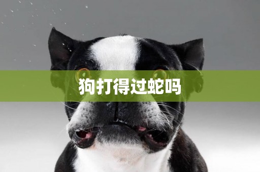 狗打得過蛇嗎