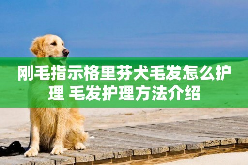 剛毛指示格里芬犬毛發怎么護理 毛發護理方法介紹