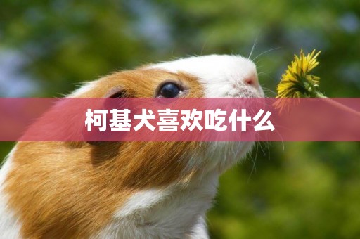 柯基犬喜歡吃什么