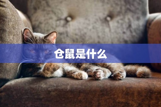 倉鼠是什么