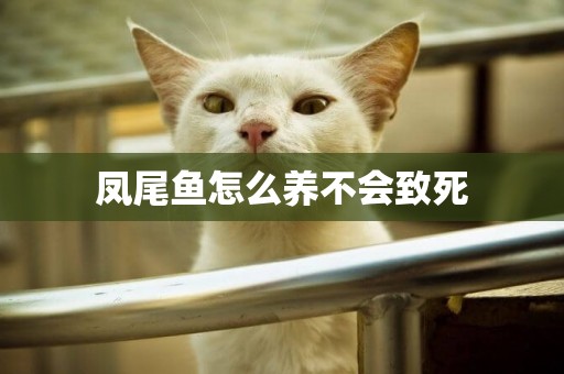 鳳尾魚怎么養不會致死