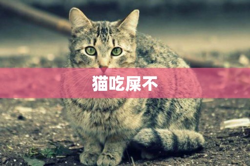 貓吃屎不