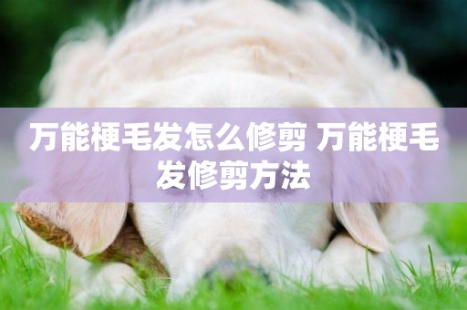 萬能梗毛發怎么修剪 萬能梗毛發修剪方法