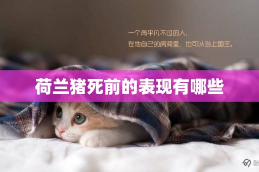 荷蘭豬死前的表現有哪些